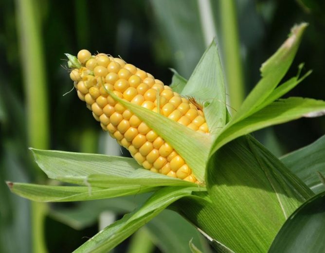 Campagne de reboisement